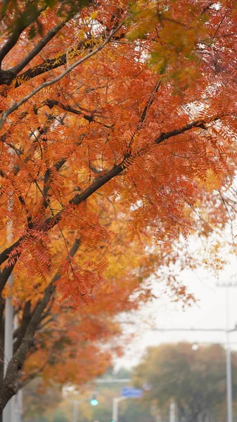 Der Schöne Herbstblick Mit Den Bunten Blättern Baum Der Stadt — Stockfoto