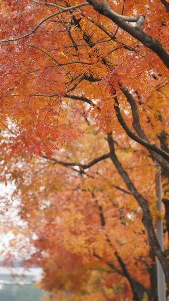 Belle Vue Automne Avec Les Feuilles Colorées Sur Arbre Dans — Photo