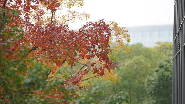 Bela Vista Outono Com Folhas Coloridas Árvore Cidade — Fotografia de Stock