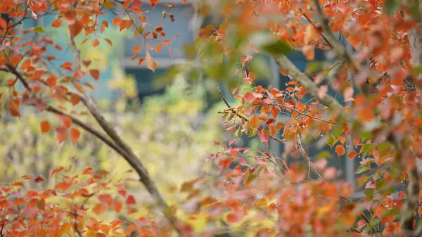 아름다운 의나무에 — 스톡 사진