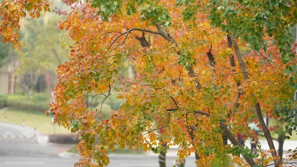 美丽的秋天 城市的树上挂着五彩斑斓的树叶 — 图库照片