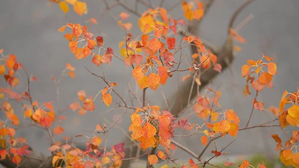 Όμορφη Θέα Του Φθινοπώρου Πολύχρωμα Φύλλα Στο Δέντρο Της Πόλης — Φωτογραφία Αρχείου