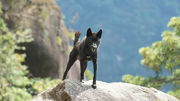 One Adorable Dog Standing Mountain Hounding — Stock Photo, Image