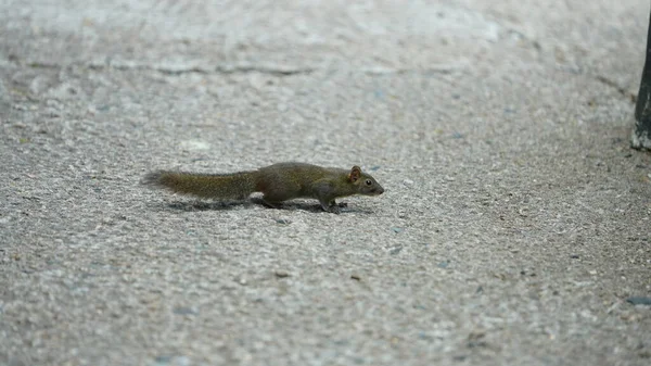 Ein Süßes Kleines Eichhörnchen Auf Nahrungssuche Wald — Stockfoto