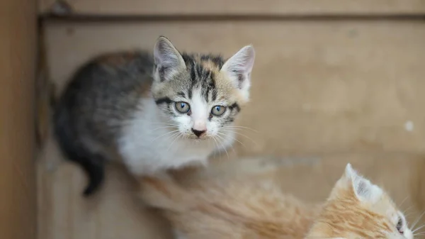 Kucing Kecil Yang Lucu Bermain Halaman — Stok Foto