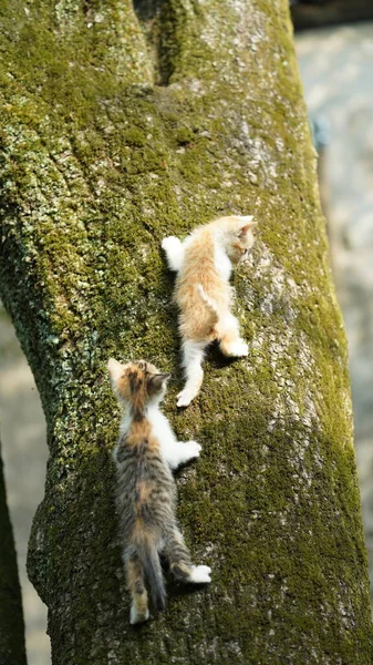 Two Cute Little Cats Climbing Tree Resting — Stock Photo, Image