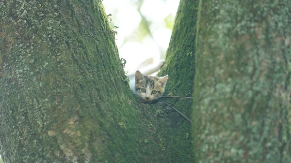 Zwei Süße Kleine Katzen Klettern Zum Ausruhen Auf Den Baum — Stockfoto