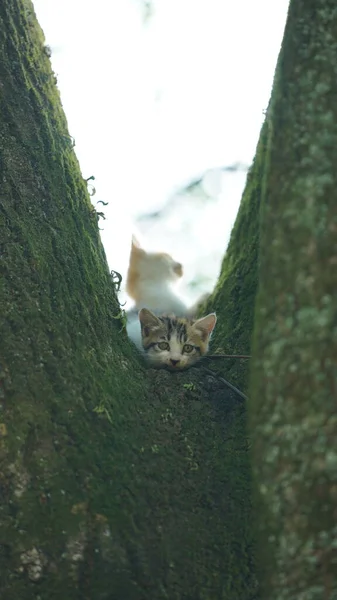 Deux Mignons Petits Chats Grimpant Sur Arbre Pour Reposer — Photo