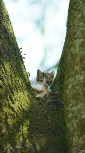 Dwa Słodkie Koty Wspinające Się Drzewo Odpoczynek — Zdjęcie stockowe