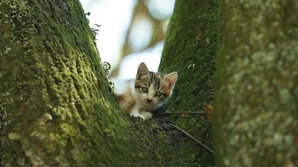 Dois Gatos Bonitos Subindo Árvore Para Descansar — Fotografia de Stock