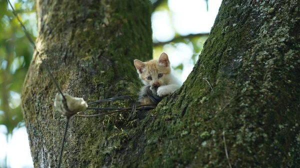 Dois Gatos Bonitos Subindo Árvore Para Descansar — Fotografia de Stock