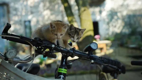 Die Süße Kleine Katze Spielt Hof — Stockfoto