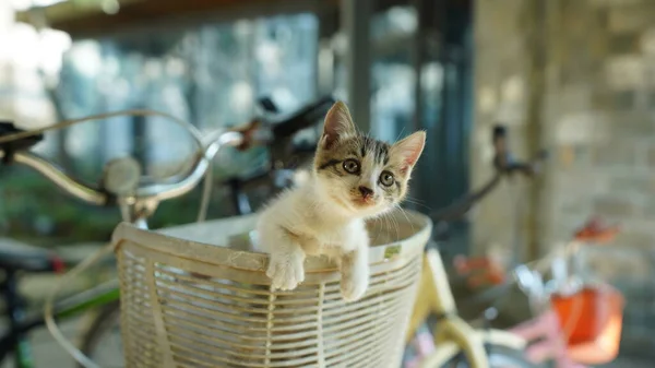 Kucing Kecil Yang Lucu Bermain Halaman — Stok Foto