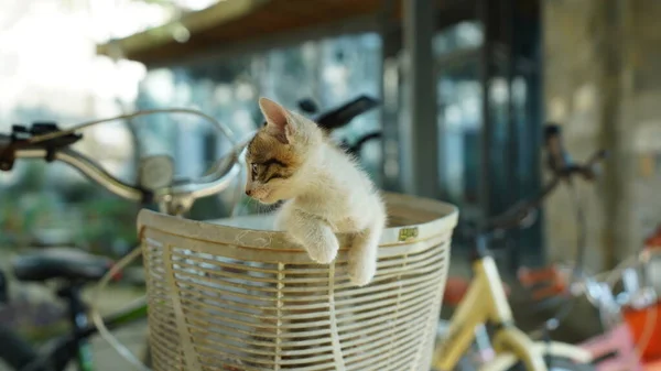Милий Маленький Кіт Грає Дворі — стокове фото