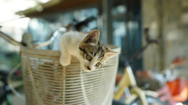 마당에서 귀여운 고양이 — 스톡 사진