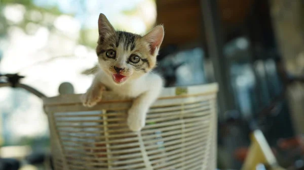 Cute Little Cat Playing Yard — Stock Photo, Image