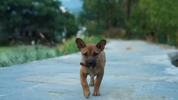Bahçede Özgürce Oynayan Sevimli Bir Köpek — Stok fotoğraf