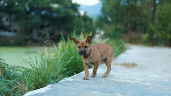 Perro Adorable Jugando Patio Libremente —  Fotos de Stock