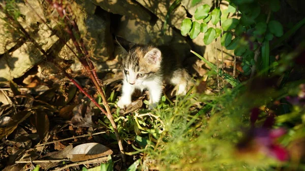 Den Søte Lille Katten Som Leker Hagen – stockfoto