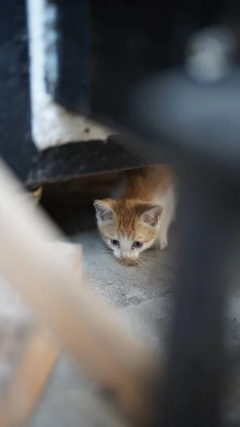 Kucing Kecil Yang Lucu Bermain Halaman — Stok Foto