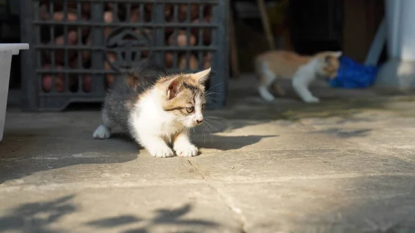 Słodki Kotek Bawiący Się Podwórku — Zdjęcie stockowe