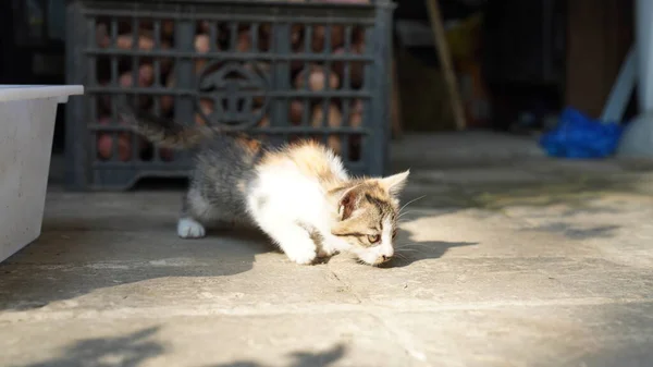 Bahçede Oynayan Sevimli Küçük Kedi — Stok fotoğraf