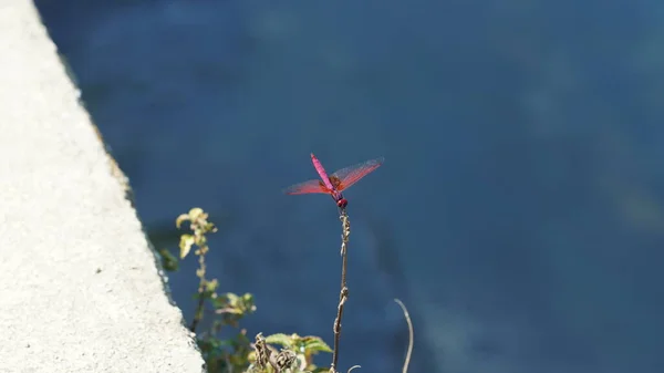 Eine Rote Libelle Stoppt Und Steht Auf Dem Gipfel Des — Stockfoto