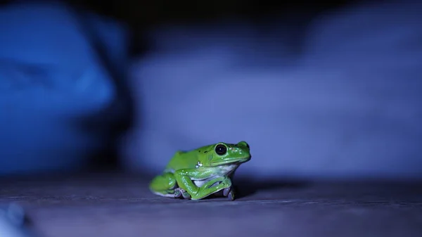 One Green Frog Looking Night — Stock Photo, Image