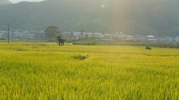 Risfältet Utsikt Med Moget Ris Hösten Landsbygden Kina — Stockfoto