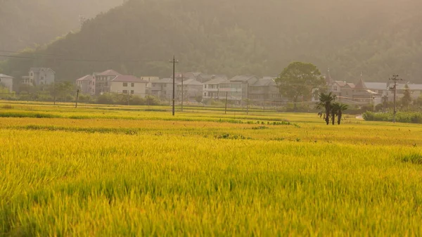 中国の田舎で秋に成熟した米と田んぼの景色 — ストック写真