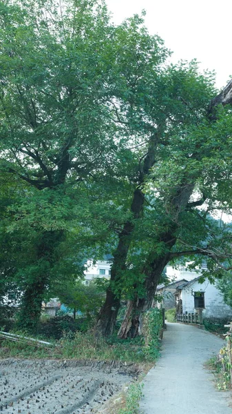 Beautiful Traditional Chinese Village View Classical Architecture Fresh Green Trees — Stock Photo, Image