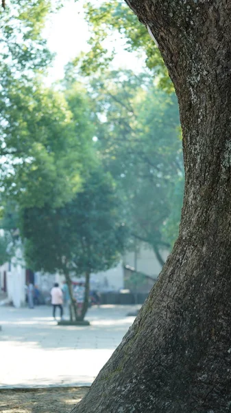Çin Kırsalında Yeşil Yapraklarla Dolu Eski Büyük Ağaç Manzarası — Stok fotoğraf