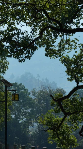 Old Big Tree View Full Green Leaves Countryside China — ストック写真