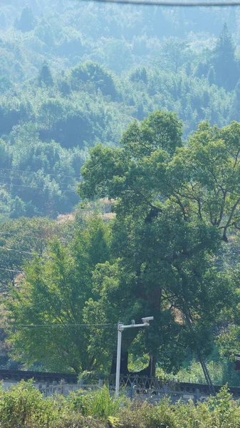 Old Big Tree View Full Green Leaves Countryside China — Fotografia de Stock