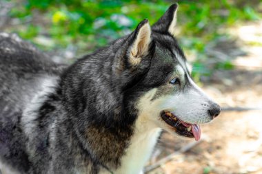 Güçlü. Doğanın arka planında, Husky cinsinden bir köpeğin kafasının yakın plan portresi..