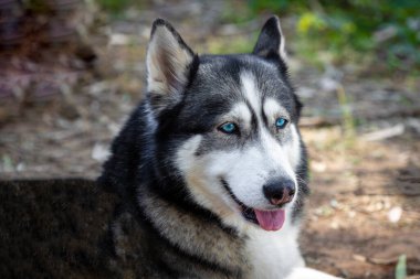 Güçlü. Doğanın arka planında, Husky cinsinden bir köpeğin kafasının yakın plan portresi..
