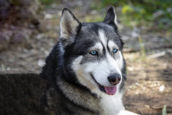 Güçlü. Doğanın arka planında, Husky cinsinden bir köpeğin kafasının yakın plan portresi. Köpekler..