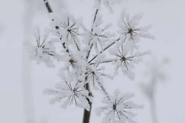 Torkade Växter Vinterpark Växterna Täckta Med Vackra Snömönster Närbild Skott — Stockfoto