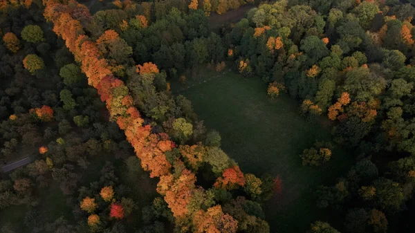 秋の公園を飛行します 黄色の紅葉をした木が見える 空中写真 — ストック写真