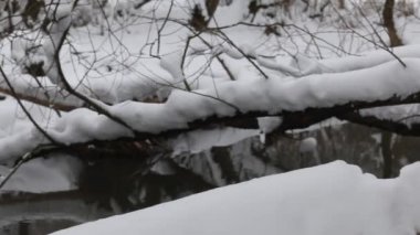 Kışın şehir parkı. Nehir akıyor. Ağaçlarda kar örtüleri ve kuru otlar var. Yakın çekim..