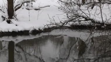 Nehir, kışın şehir parkında. Nehir kıyısında kar yağışı var. Ağaçların dallarında karlar var. Yakın çekim..