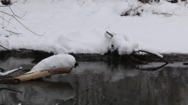 Nehir, kışın şehir parkında. Nehir kıyısında kar yağışı var. Ağaçların dallarında karlar var. Yakın çekim...