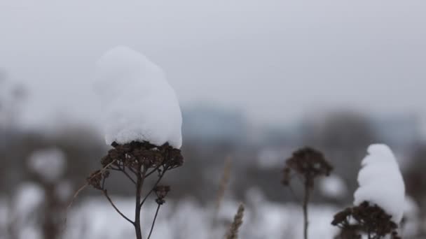 Városi Park Télen Havas Sapkák Vannak Szárított Füvön Közelkép — Stock videók
