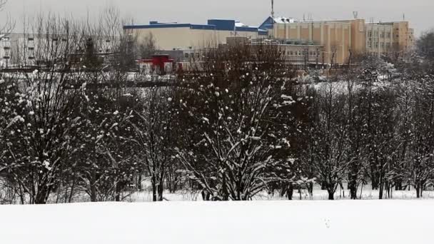 Городской Парк Зимой Деревьях Сухой Траве Снежные Шапки Городские Здания — стоковое видео