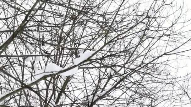 Stadspark Winter Liggen Sneeuwkappen Bomen Sneeuw Valt Uit Bomen Close — Stockvideo