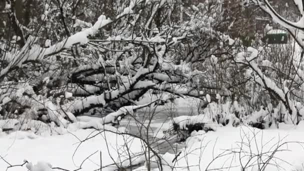 Fluss Stadtpark Winter Schneeverwehungen Ufer Des Flusses Auf Den Ästen — Stockvideo