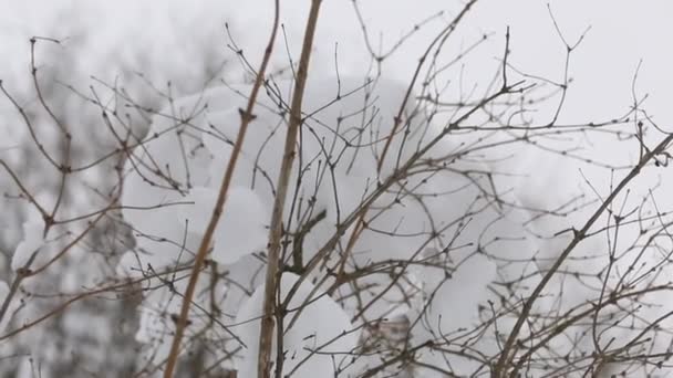 Tronco Albero Rami Con Cappuccio Neve Sullo Sfondo Grigio Cielo — Video Stock