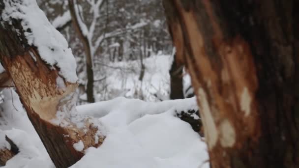 Stromy Pokácené Bobry Některých Stromech Jsou Stopy Bobřích Zubech Zimní — Stock video