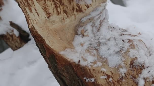 Trees Gnawed Beavers Beaver Teeth Marks Visible Winter Park Close — Stock Video