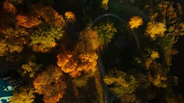 Sonbahar parkında uçuş. Sarı sonbahar yapraklı ağaçlar görülebilir. Hava fotoğrafçılığı.